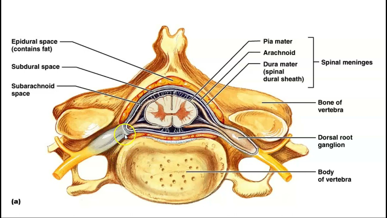 <ul><li><p>Second layer of the meninges</p></li><li><p>Made up of <strong>Arachnoid trabeculae</strong> that gives it a spider-web like appearance. This trabeculae also bridges the arachnoid mater to the pia mater.</p></li><li><p>Pressed up against the dura mater.</p></li></ul><p></p>