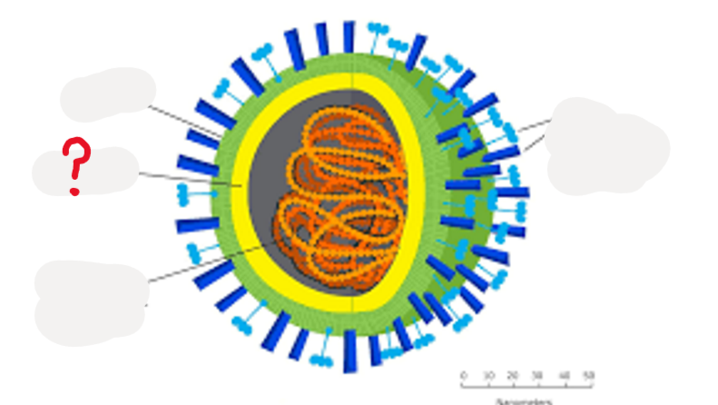 <p>What is this part of a virus?</p>