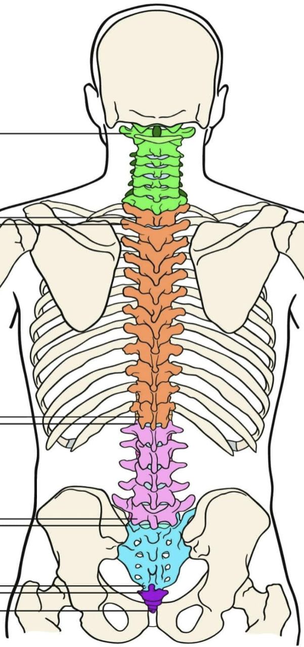 <p>3 Regions of Spinal Column</p>
