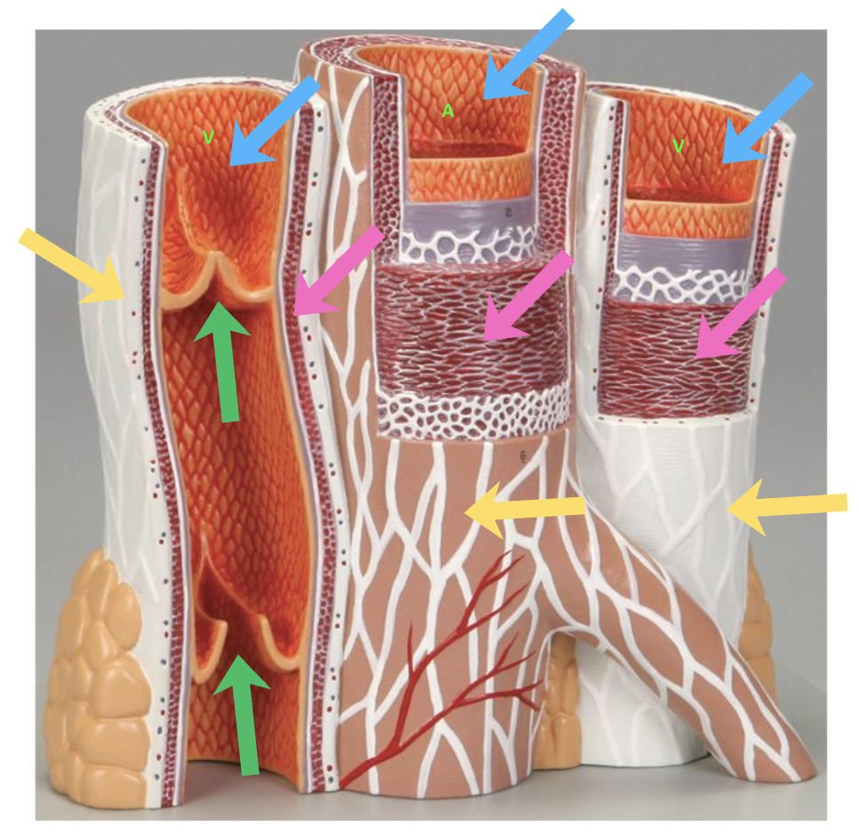 <p>Blue: Tunica intima</p><p>Pink: Tunica media</p><p>Yellow: Tunica externa</p><p>Green: Venous valves</p>
