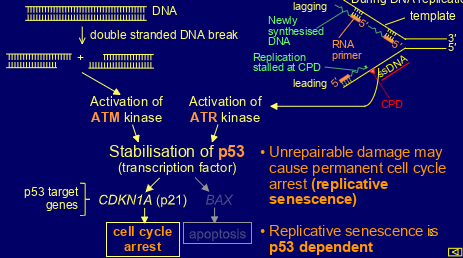 <p>-dsDNA break -> activation of ATM kinase</p><p>-presence of ssDNA -> activation of ATR kinase</p><p>both kinases stabilise p53 (transcription factor)</p><p>CDKN1A (p21) then activated leading to cell cycle arrest</p><p>BAX then activated leading to apoptosis</p><p>(if damage unrepairable then may cause permanent cell cycle arrest= replicative senescence)</p>