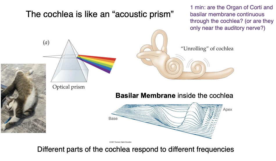 <ul><li><p>Basilar Membrane inside the cochlea</p></li><li><p>Different parts of the cochlea respond to different frequencies</p></li></ul><p></p><ul><li><p>A prism refracts light, a prism also refracts light by different amounts for different wavelengths</p></li><li><p>Different wavelengths get refracted by different amounts as they enter a prism. </p></li><li><p>Splits light into different frequencies</p></li><li><p>Cochlea does the same with sound frequencies</p></li><li><p>Different parts of the basiliar membrane vibrate to different frequencies</p></li><li><p>Lower frequency sounds displace the membrane more towards the apex &amp; higher frequency sounds displace the membrane more towards the base</p></li></ul><p></p>
