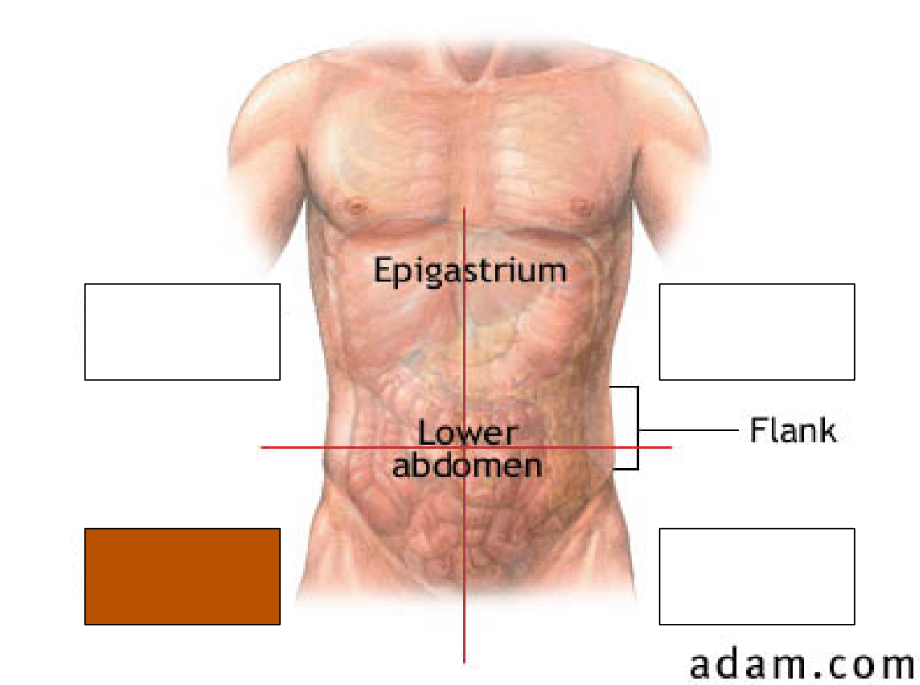<p>right lower quadrant contains (5)</p>