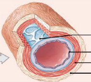 <p>Elastic (conducting) arteries</p>