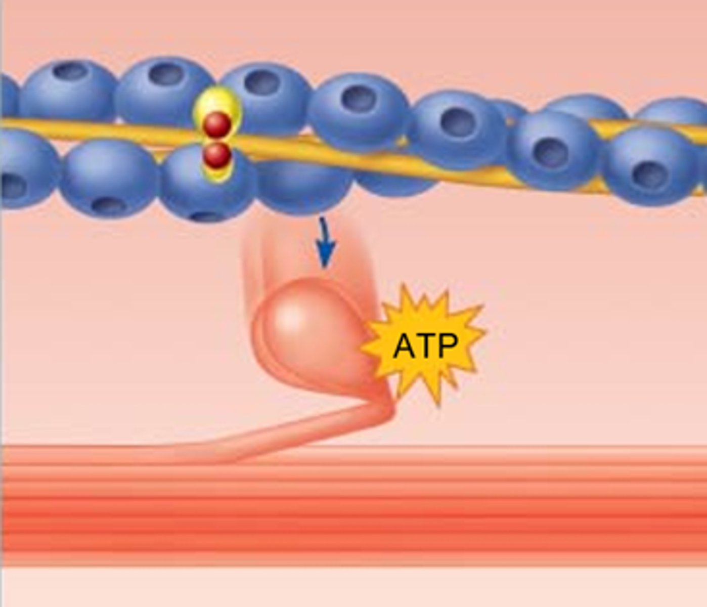 <p>ATP</p>