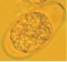 <p><span>rabbit</span></p>