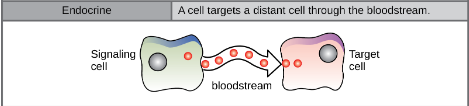 <p>ligand binds to receptors on DISTANT cells</p><p>stable ligand ensures it can travel across body</p>
