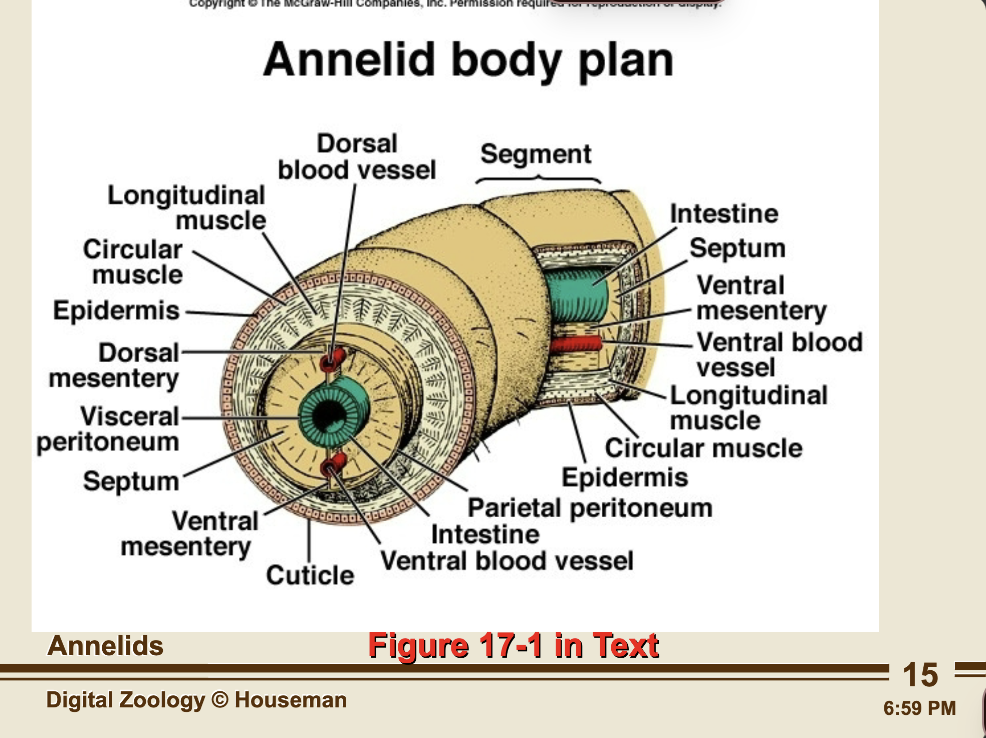 <p>Annelid body plan! flip for larva info</p><p>-segmented marine worms have well-defined segments and each has coelomic fluid to move independently (narrow or wide) helpful for digging </p>