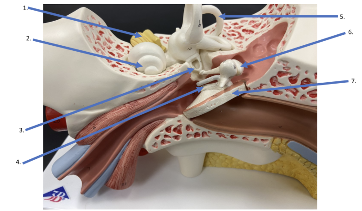 <p>What is the name of the auditory ossicle indicated by #3?</p>