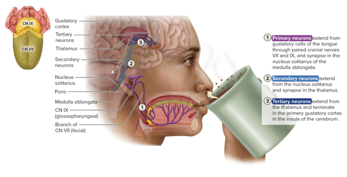 knowt flashcard image