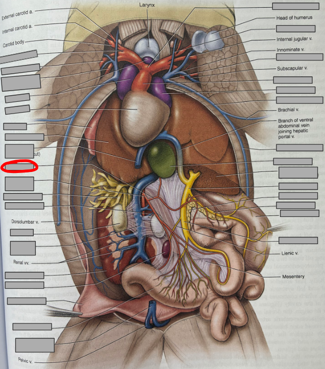 <p>What part of the organism is this?</p>