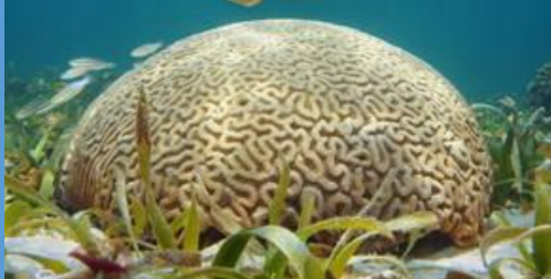 <p>What is this Meandroid/Brain Coral from the Scleractinia order? </p>