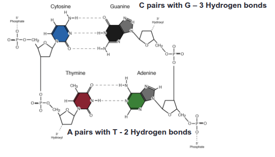 <p>Complementary base pairing connects purines to pyrimidines via hydrogen bonds:</p><ul><li><p>C forms 3 hydrogen bonds with G (cars in the garage)</p></li><li><p>A forms 2 hydrogen bonds with T (apples on trees)</p></li></ul><p>Recall: A, G - purines (2 rings), C,T pyrimidines (single ring)</p><p></p>