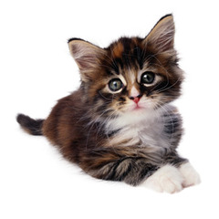 <p>cat</p>