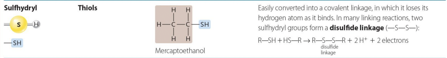 <p>Thiols<br>(Cystine has the Sulfhydryl group, and if their are two Cystines, they can make the Disulfide linkage making the whole protein tighter</p>