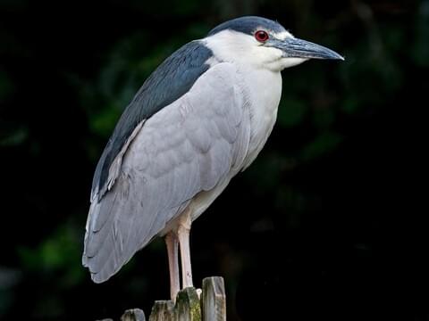<p>black crowned night heron</p>