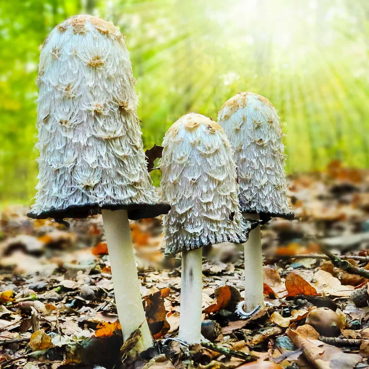 <p>Shaggy Mane</p>