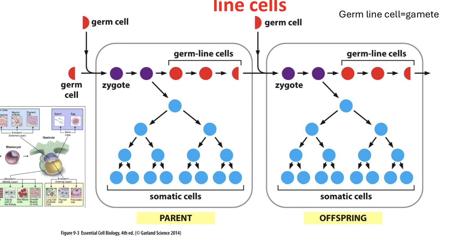 <p>germ line cells</p>