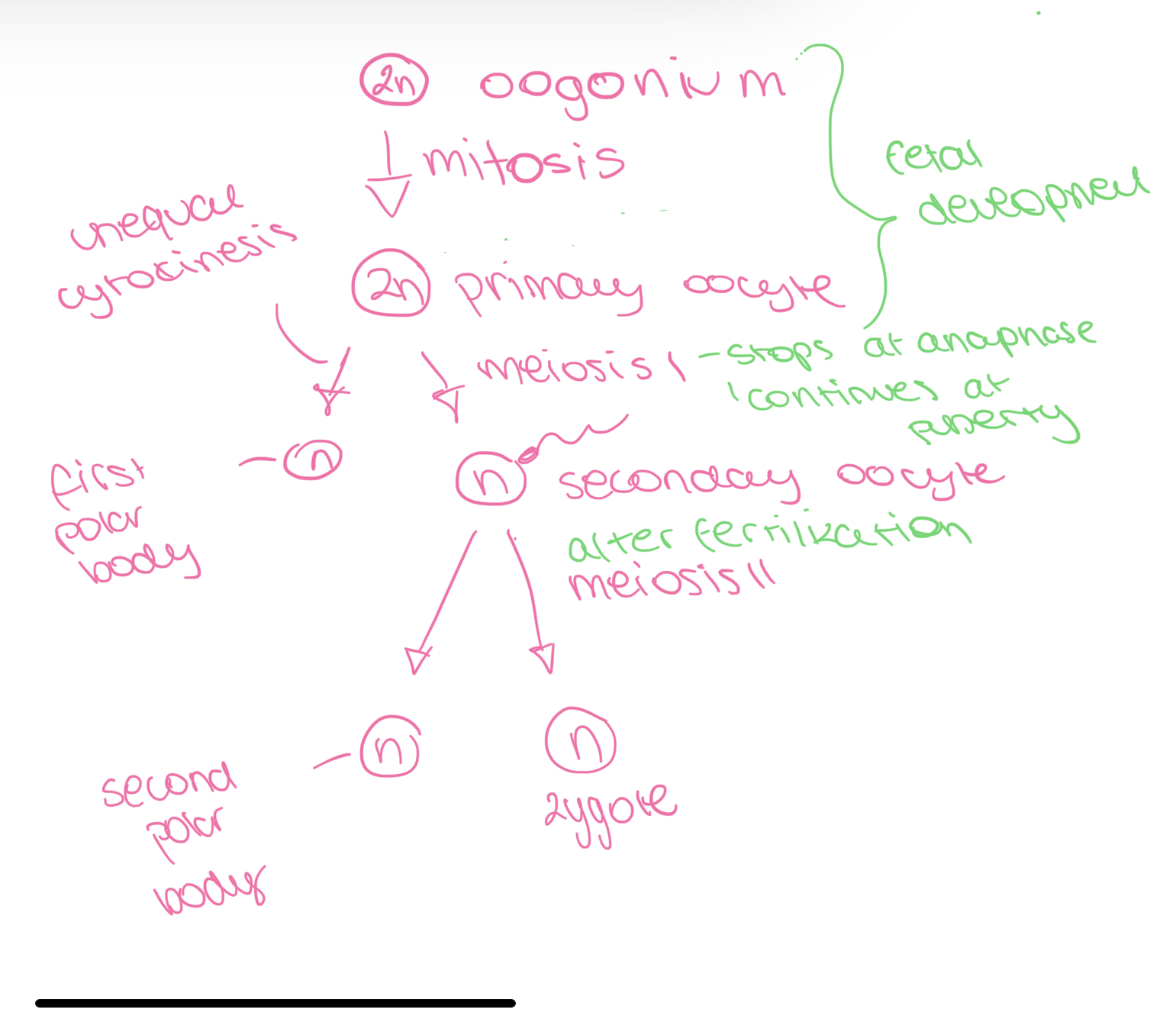 <ol><li><p>In fetal developemnt oogonium undergoes mitosis forming primary oocyte</p></li><li><p>primary occyte undergoes meiosis I but stops at anaphase and continues at puberty</p></li><li><p>Meiosis I produced secondary occyte and first polar body</p></li><li><p>Meiosis II only occurs after fertilziation forming a fertilzied egg and a second polar body</p></li></ol><p></p>