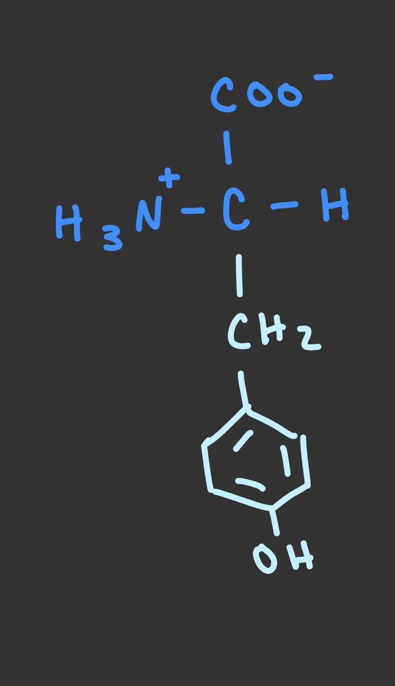 <p>Tyr, Y, Aromatic</p>