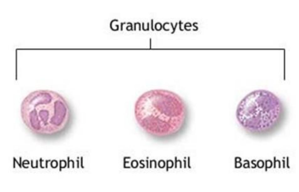 <ul><li><p>multi-lobular nuclei and cytoplasm filled with granules; names derived from the appearance of their granules in stain</p></li><li><p>Types</p><ul><li><p>Eosinophils</p></li><li><p>Basophils</p></li><li><p>Neutrophils (already discussed)</p></li></ul></li></ul><p></p>
