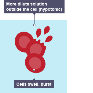 <p>Gets bigger and eventually bursts (lysis)</p>