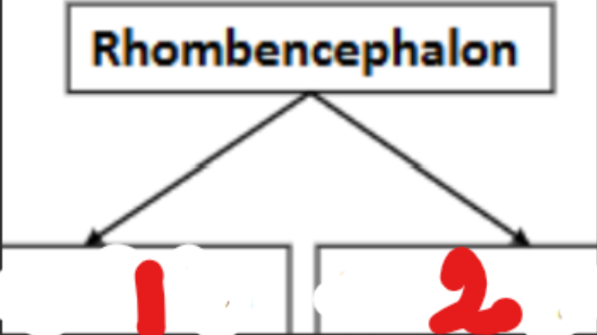 <p><strong>Rhombencephalon develops into:</strong> → (1) <strong>Me</strong></p>