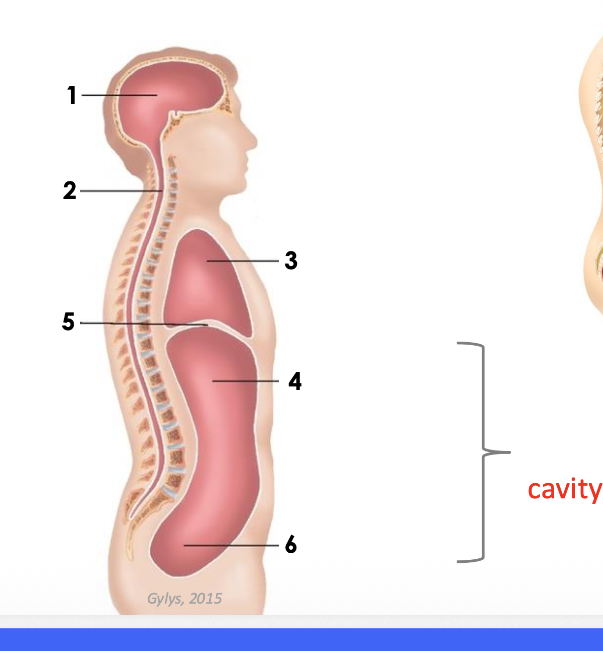 <p>Different body cavities </p>