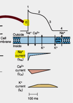 <p>What happens during Phase 0?</p>