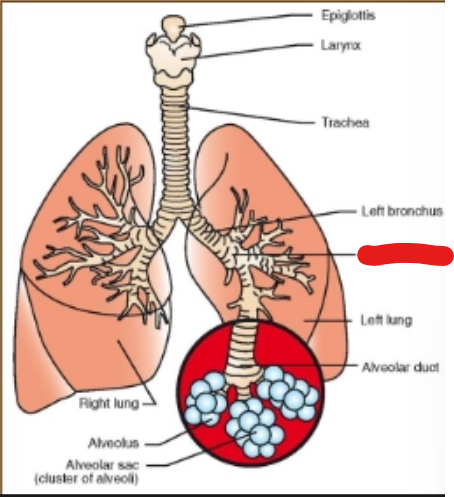 <p>what is it (Respiratory System)</p>