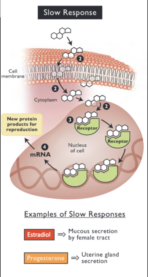 <ol><li><p>steroid transport</p></li><li><p>movement through the cell membrane and cytoplasm</p></li><li><p>binding of steroid to nuclear receptor</p></li><li><p>mRNA synthesis and protein synthesis</p></li></ol><p></p>