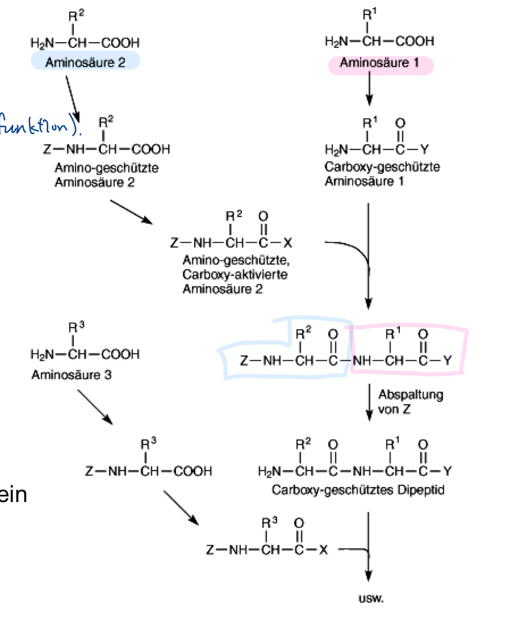 <p>• Gezielte Verknüpfung einer Aminosäure mit aktiver Carboxygruppe/inaktiver Aminogruppe mit einer Aminosäure mit inaktiver Carboxygruppe/aktiver Aminogruppe </p><p>• Einsatz von milde abtrennbaren Schutzgruppen zur Vermeidung der Hydrolyse der Amidbindung</p><p></p>