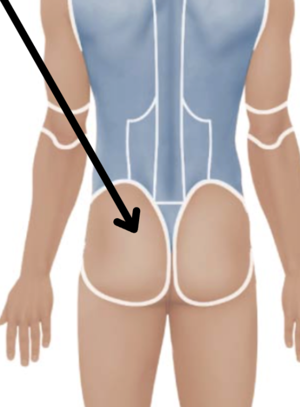 <p>Medical term, region, anteiror/posterior?</p>
