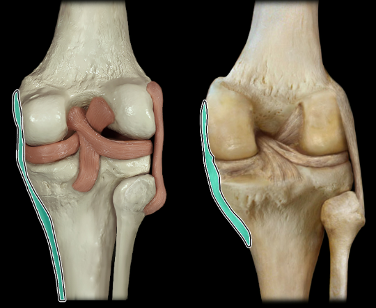 <p>posterior</p>