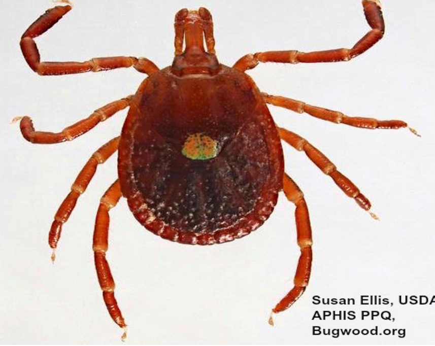 <p>What kind of tick is this</p>