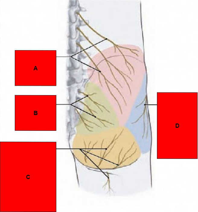 <p>What is indicated by D?</p>