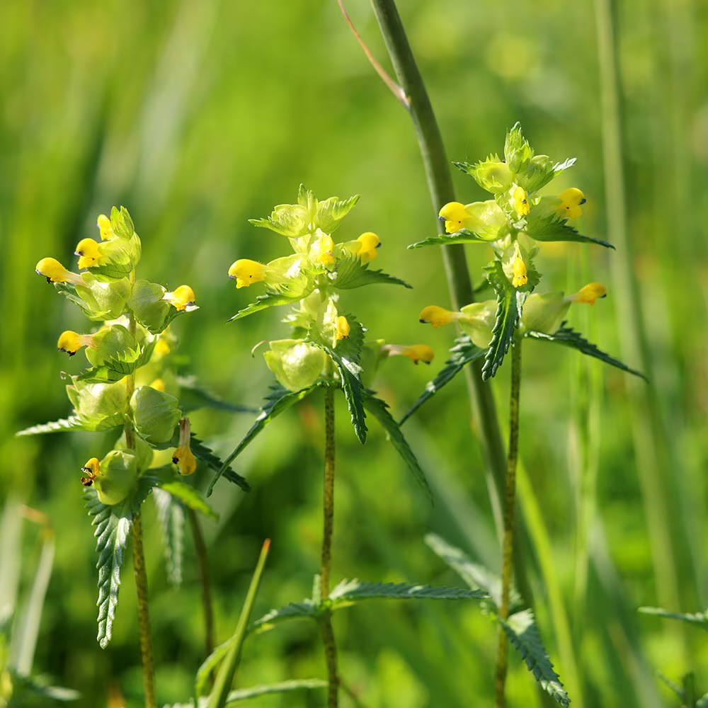 <p><span>Rhinanthus minor light preference </span></p>