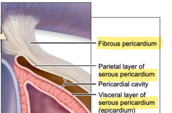 <p>outer layer of serous pericardium, adheres to fibrous pericardium</p>