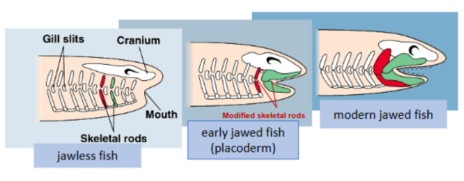 <p>• Vertebrates w/ hinged jaws</p><p>→derived from skeletal rods which supports gill slits</p><p>→usually have bony teeth (predation!)</p><p>• Larger forebrain (smell &amp; sight)</p>