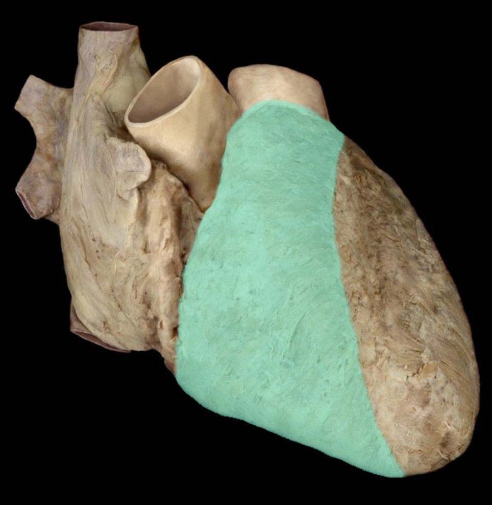 <p>Identify the feature of the heart</p>