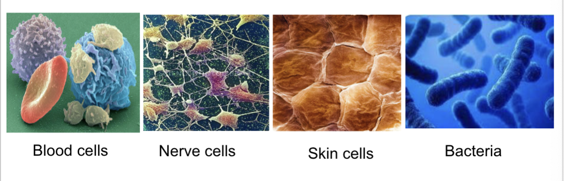 <p>→ A cell is the <strong>smallest</strong> <strong>unit</strong> that exhibits all the characteristics of life.</p><p>→ Humans have <strong>variously</strong> <strong>shaped</strong> cells <em><u>depending</u></em> on their <strong>function</strong>.</p><p>→ An organism is either <strong>unicellular</strong> or <strong>multicellular</strong></p>