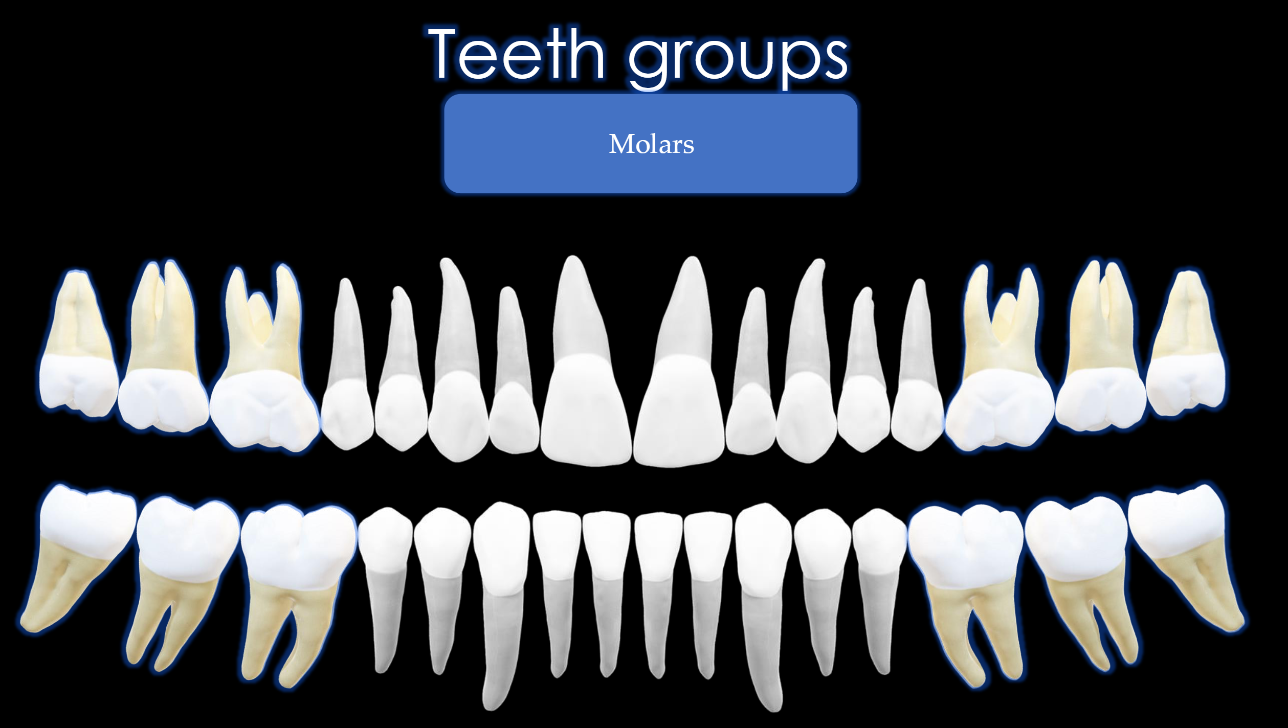 <p>Teeth #:  1,2,3.14,15,16,17,18,19,30,31,32</p>
