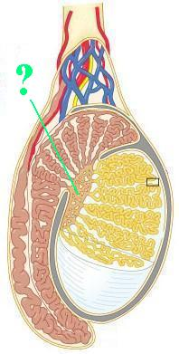 <p><span>Identify the indicated structure.</span></p>