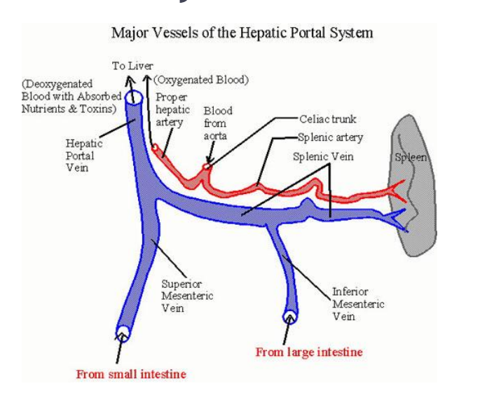 <ul><li><p>Main portal vein, or <strong>MPV</strong></p></li><li><p>Superior mesenteric vein, or <strong>SMV</strong></p></li><li><p>Splenic vein</p></li><li><p>Inferior mesenteric vein, or <strong>IMV</strong></p></li></ul><p></p>