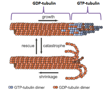 <p>Microtubule (MT) Assembly and Disassembly</p>