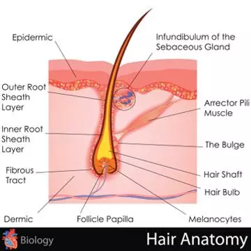 <p>What is the arrector pili muscle?</p>