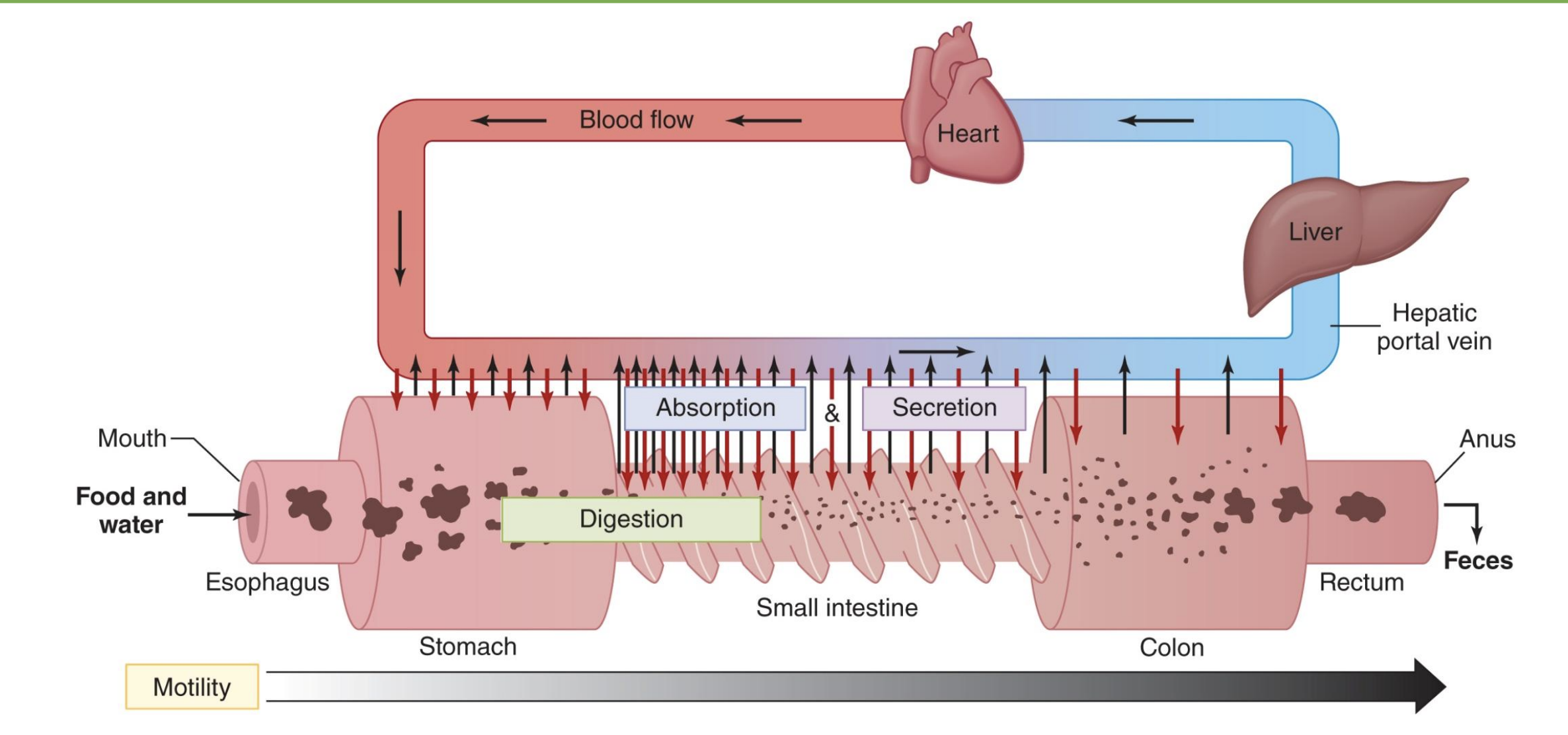 <p>small intestine (first half)</p><p>-mouth: mechanical break down and saliva</p><p>-stomach: holding take, some digestion with HCl and pepsin</p><p>-SI: most digestion in first half, bile and pancreatic secretions, most useful things absorbed by end of SI</p><p>-LI: some absorption, water and electrolytes</p><p>*liver: main organ of nutrient balance</p>