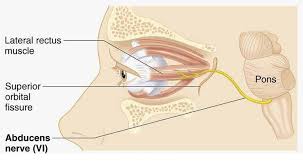 <p>Tests for CN 6 (Abducens) (Jaw and upper face)</p>