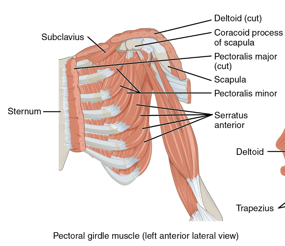 <p>Pectoralis minor muscle</p><p>Origin: ribs 3-5</p><p>Insertion: coarcoid process of scapula</p><p>Acton: abduction and downward rotation of scapula</p>