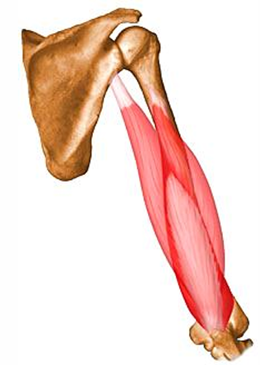 <p>m. triceps brachii, i</p>